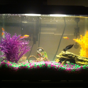 Happy fish in their new environment