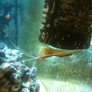 Cleaner Shrimp, hanging upside down on the filter.