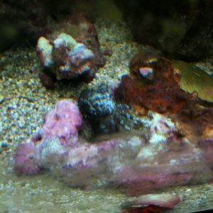 One of the 4 or 5 crabs that hitch hiked on the live rocks, with red legged crab at bottom of picture.
