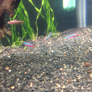 cherry barb with some cardinals