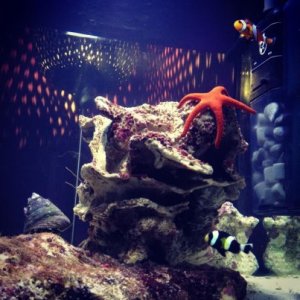 Small Cube Aquarium. About 100 Litres. 
Bright Orange SeaStar and two Clowns.