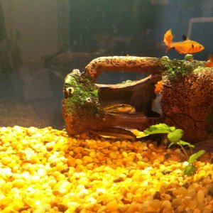 Fish tank+fish 003