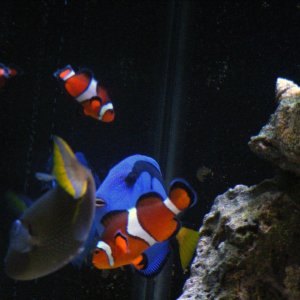Al, Nemo, dori, and jr.