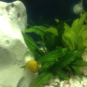 My Temperate Apple Snails