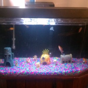 Taken with my cell phone so the quality is not the best. Not sure how many gallons the tank is. Got it from my mother-in-law. Yes, Bikini Bottom is lo