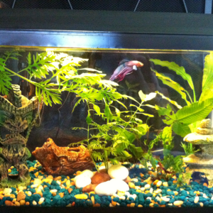 Updated photo of one of my 10g tanks, 10.13.12