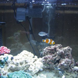 Nemo!!!!  Fast little sucker :)