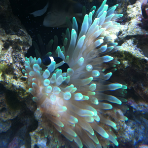 My black clown hosting my neon green bubble tipped anemone