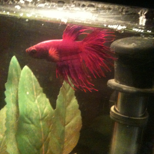 Eddy <3 Crowntail