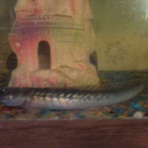 Drago fish 1
