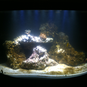 At almost a month set-up, still need second LED's for back of tank and refugium.9-18-12 Set-up Date