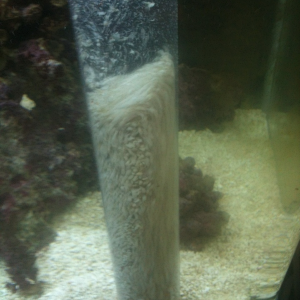 My coral sand is vacuumed one a week