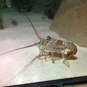 Gulf lobster