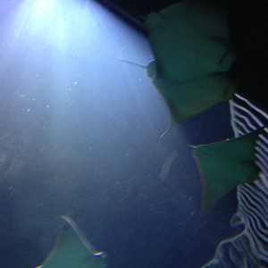more rays swimming over my head