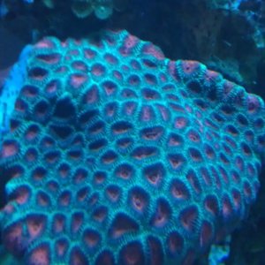 Favits Brain Coral