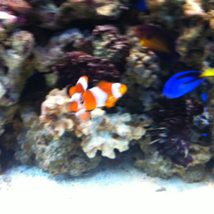 Ha! Nemo, Marty, & Dory in the same pic