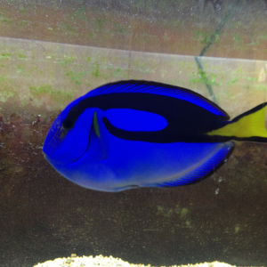 My blue tang - 4 years old. 
(you guessed it...named Dory)
A bit of HLLE (I wish I knew the best way to cure it).