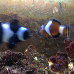 The two male clowns hate each other and constantly fight over the female.