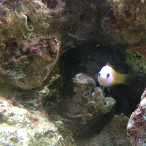 This is my Royal Dottyback. Named Pinky. 2-3 years old.