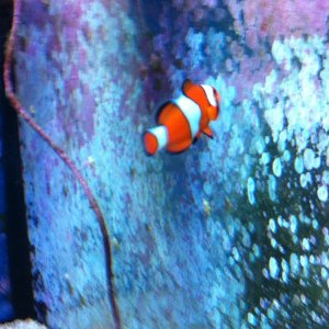 Ocellaris Clownfish - Bonnie