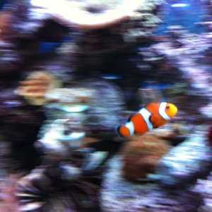 Ocellaris Clownfish - Clyde