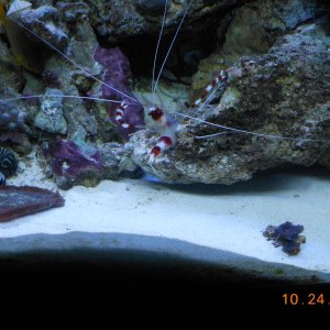 coral banded shrimp 008