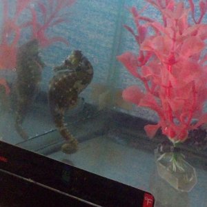 2012 11 09 12 57 56 124

Sees his reflection..... thinks its another male seahorse lol