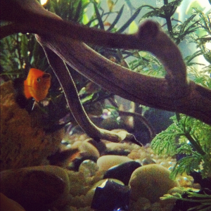 a neat photo i took of my sunset fire wag platy in my 29