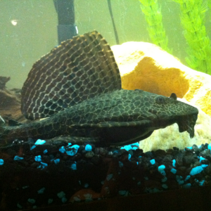 Hoover, my female leopard sailfin pleco, about to be rehomed to a larger tank.