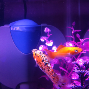 male calico (Ross) and femal creamsicle molly (Rachel) (creamsicle is a past fish)