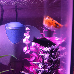 male Caliico (Ross) and female Black molly (Monica) (black molly is a past fish)