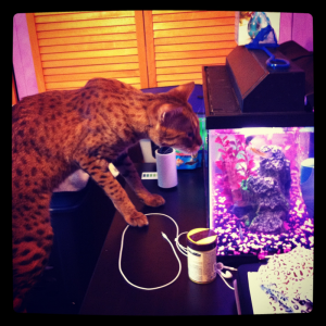 Taser the Savannah Cat is too big for my little 10G!