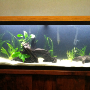 Aquascaping still cycle going strong!