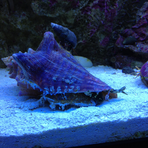 Fighting conch