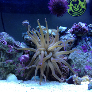 Haitian anemone