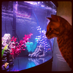 Taser the Savannah Cat checking out what my mollies are up to!