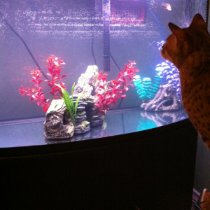 Taser the Savannah Cat loves my new 45G aquarium!