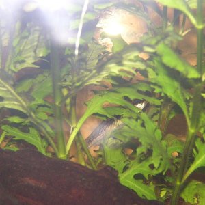 Crossocheilus siamensis - Siamese algae eater