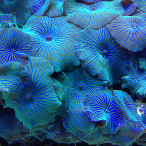 1 rock covered in Blue Purple Mushrooms