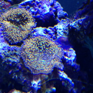 Bubble Mushrooms