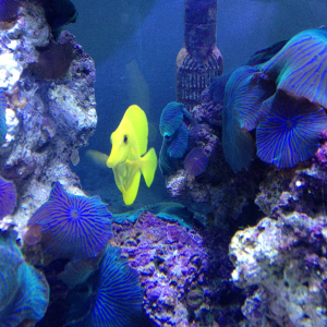 My favorite fish ever! Yellow Tang