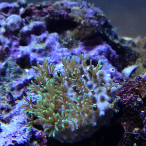 My Star Polyps are starting to open.