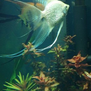 Platinum Pearlscale Veil Angelfish female