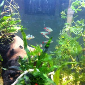 Female GBR and Bloodfin Tetras.
