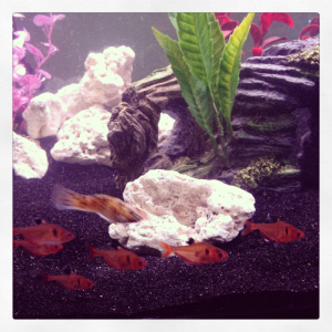 My male molly (Ross) meeting his new roommates the serpaes!