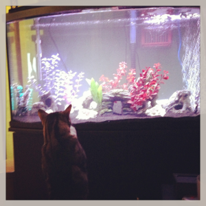 My cat, Turkey is checking out the fish tank!