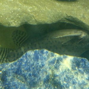 Featherfin sqeaker of african featherfin cat
Synodontis eupterus
Originates from rivers of White Nile in africa.
Temperature: 72-79°f,,,, PH 6.5-7.5,,