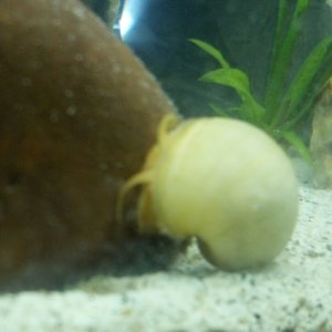 Ivory apple snail