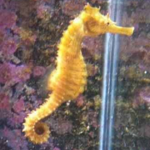 Gray seahorse that turned bright yellow after a week or two