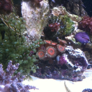 Little paly, zoa, and mushroom patch